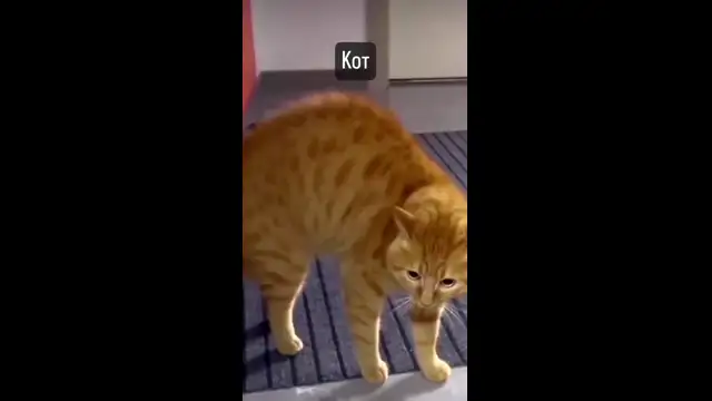 кототехнологии
