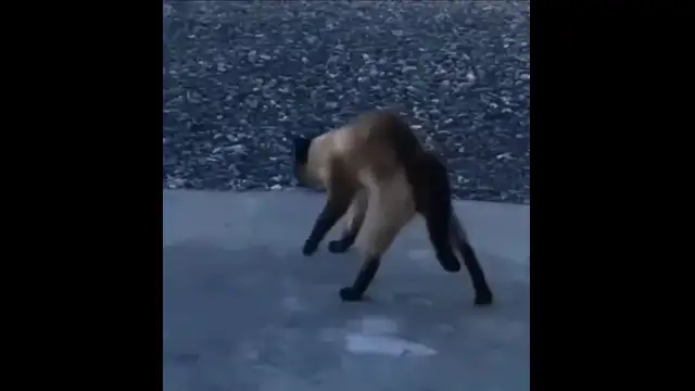 мурзик