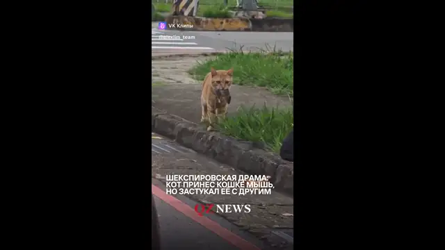 Кота кинули