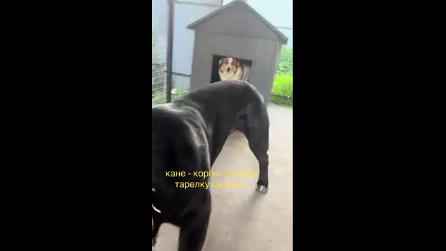 Cane Corso