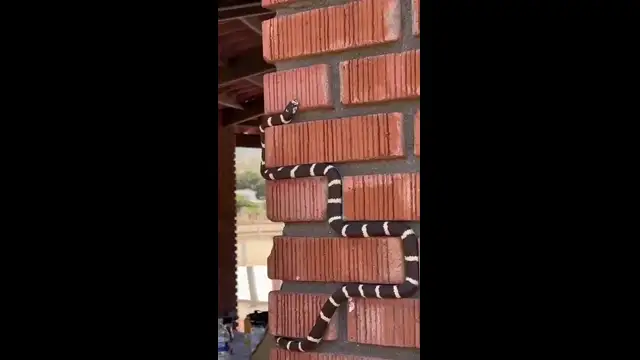 video2025-05-2416-22-45