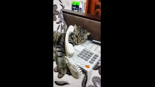 video2025-05-2417-25-43