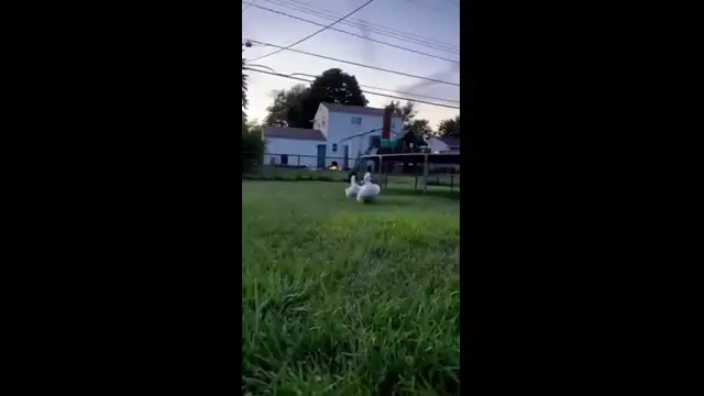 video2025-05-2421-02-37