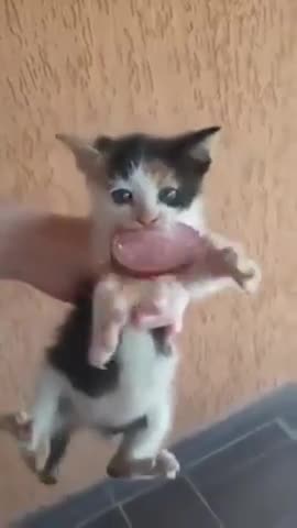 video2025-05-2423-24-43