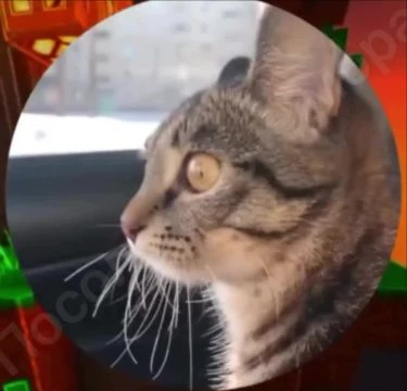 всё он понимает