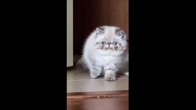 милаха
