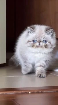 милаха