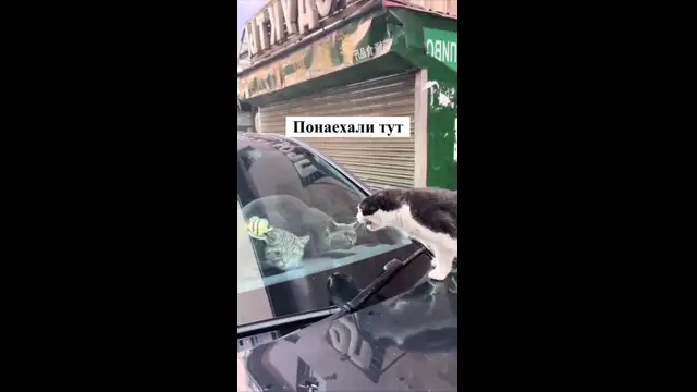 понаехали