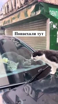 понаехали