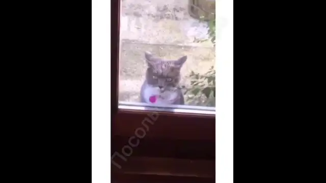 танцор киско