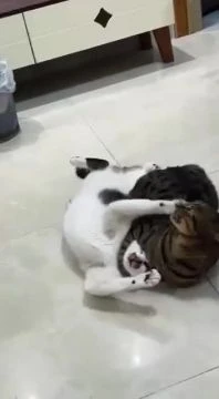 ММА