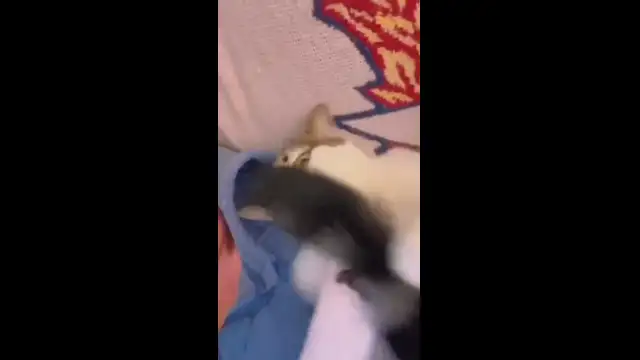 Хвостик