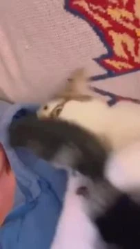 Хвостик