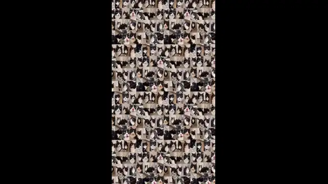 мяу