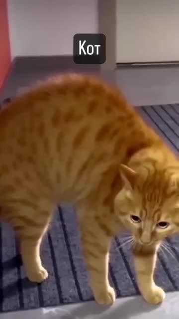 кототехнологии