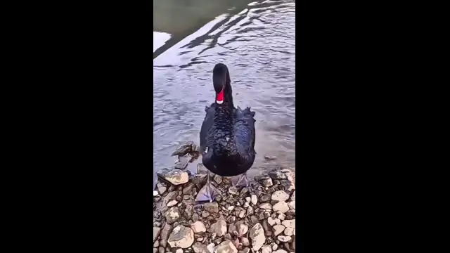 подкатил