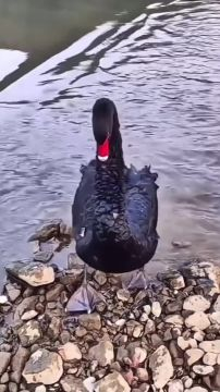 подкатил