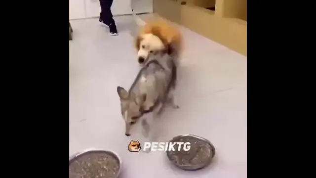 песик