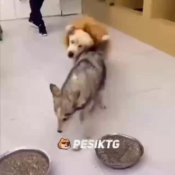 песик