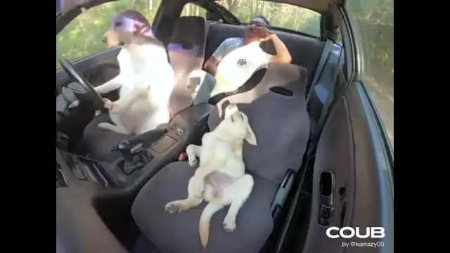 Тест. Собачки рулят!